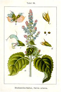 Salvia sclarea Sturm50