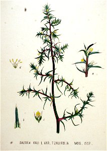 Salsola kali — Flora Batava — Volume v20. Free illustration for personal and commercial use.