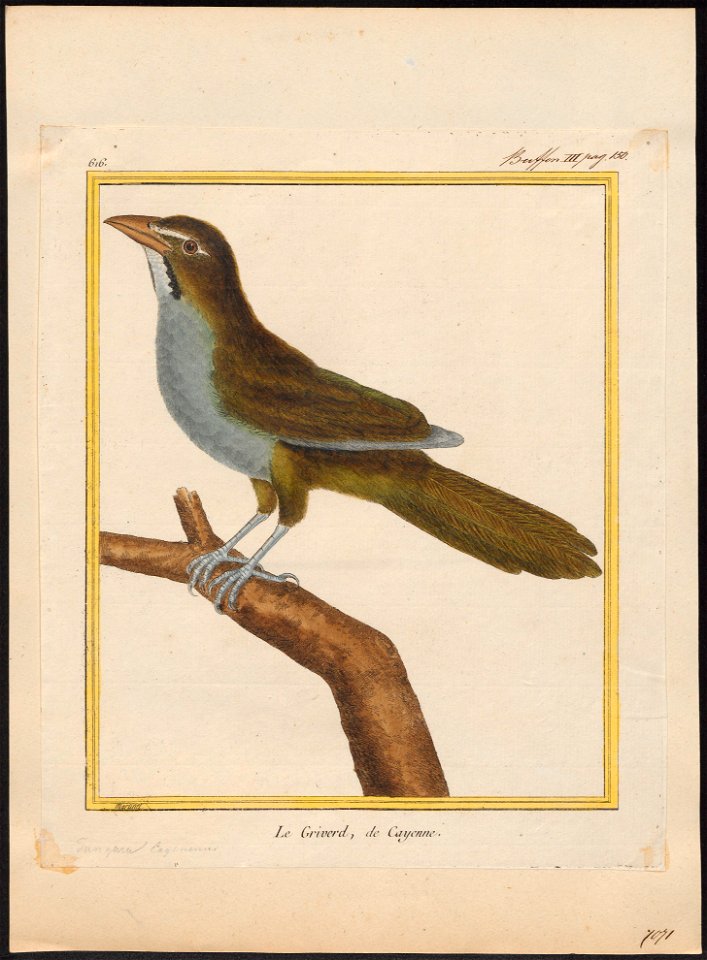 Saltator maximus - 1700-1880 - Print - Iconographia Zoologica - Special Collections University of Amsterdam - UBA01 IZ15900381