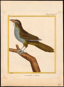 Saltator maximus - 1700-1880 - Print - Iconographia Zoologica - Special Collections University of Amsterdam - UBA01 IZ15900381