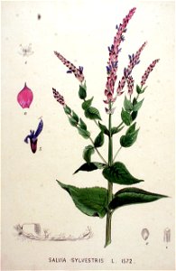 Salvia sylvestris — Flora Batava — Volume v20. Free illustration for personal and commercial use.