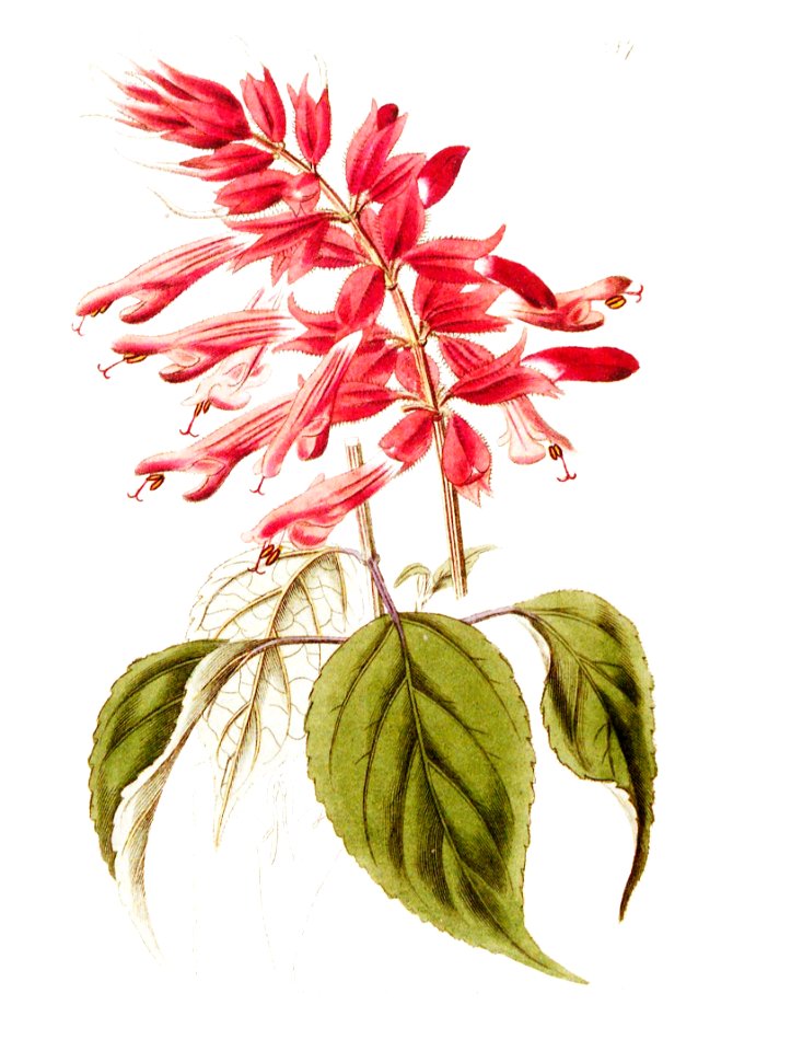 Salvia splendens Sellow 1821