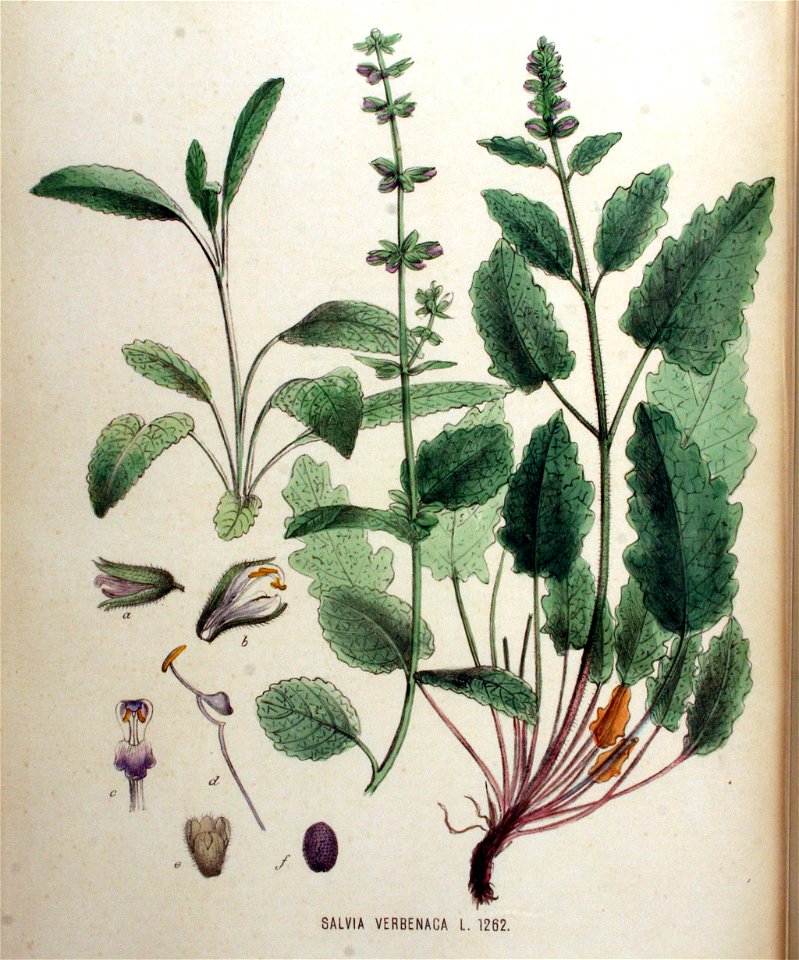 Salvia verbenaca — Flora Batava — Volume v16