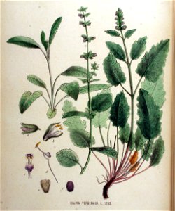 Salvia verbenaca — Flora Batava — Volume v16