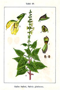 Salvia glutinosa Sturm49