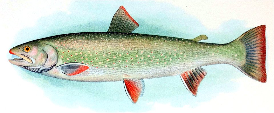 Salvelinus malma malma - Free Stock Illustrations | Creazilla