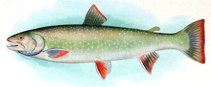 Salvelinus malma malma