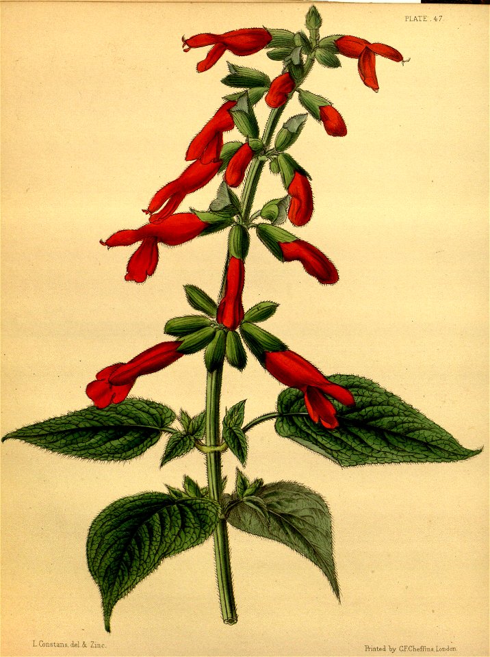 Salvia gesneriiflora Paxton 047