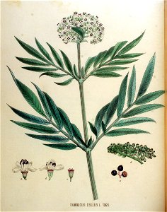 Sambucus ebulus — Flora Batava — Volume v18. Free illustration for personal and commercial use.