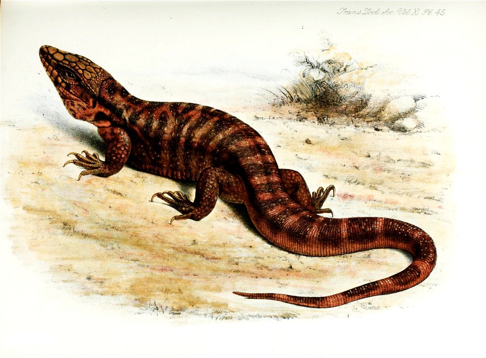 Salvator rufescens