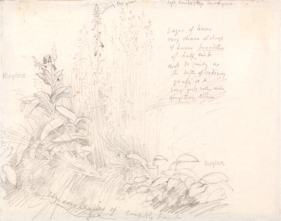 Samuel Palmer - Foxgloves - Google Art Project