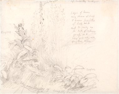 Samuel Palmer - Foxgloves - Google Art Project