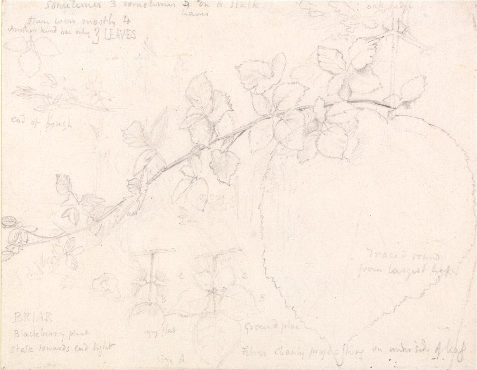Samuel Palmer - Brambles - Google Art Project