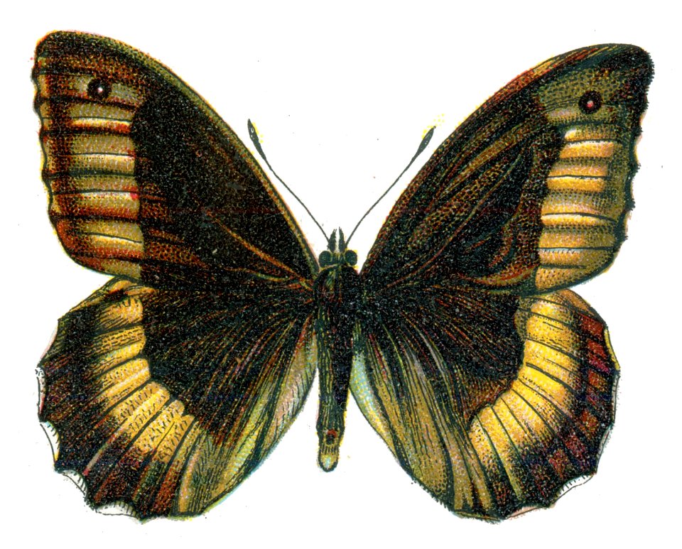 Satyrus hermione Nemos