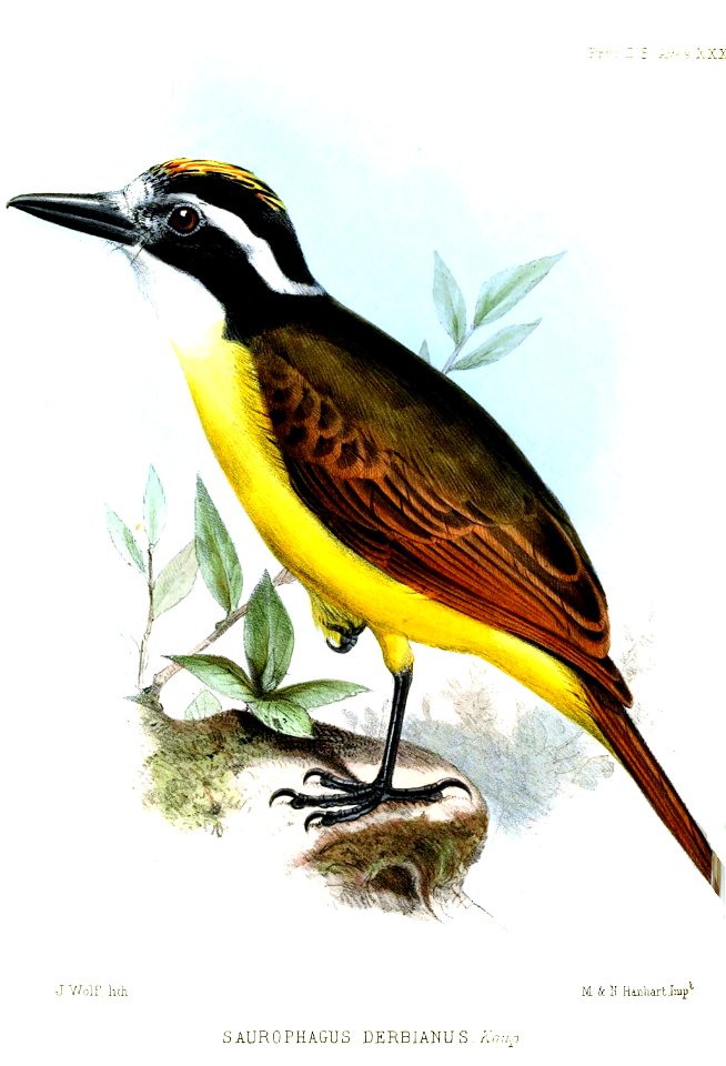 SaurophagusDerbianusWolf