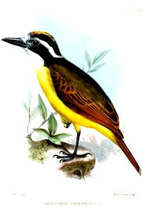 SaurophagusDerbianusWolf