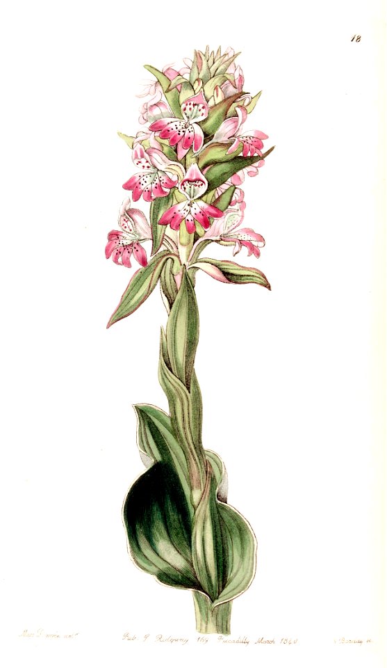 Satyrium erectum (as Satyrium pustulatum) - Edwards vol 26 (NS 3) pl 18 (1840)