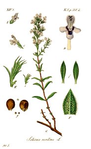 Satureja montana - Deutschlands flora in abbildungen nach der natur - vol. 20 - t. 17. Free illustration for personal and commercial use.