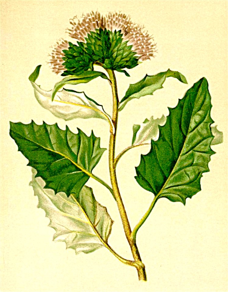 Saussurea discolor Atlas Alpenflora