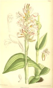 Satyrium sphaerocarpum - Curtis' 119 (Ser. 3 no. 49) pl 7295 (1893)