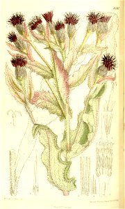 Saussurea veitchiana 137-8381