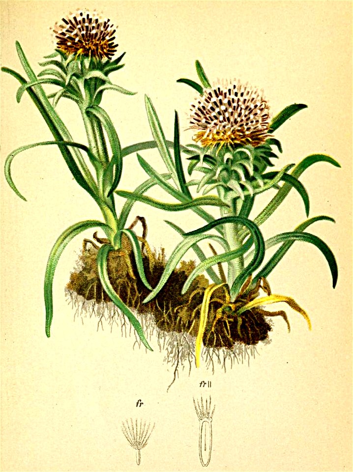 Saussurea pygmaea Atlas Alpenflora