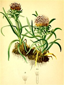 Saussurea pygmaea Atlas Alpenflora