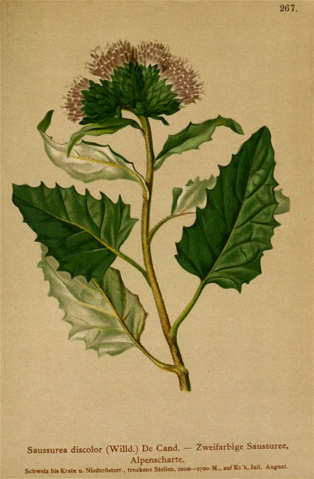 Saussurea discolor