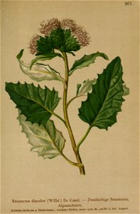 Saussurea discolor