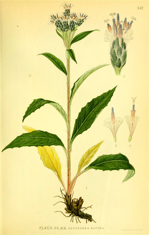 Saussurea alpina