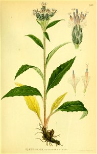 Saussurea alpina