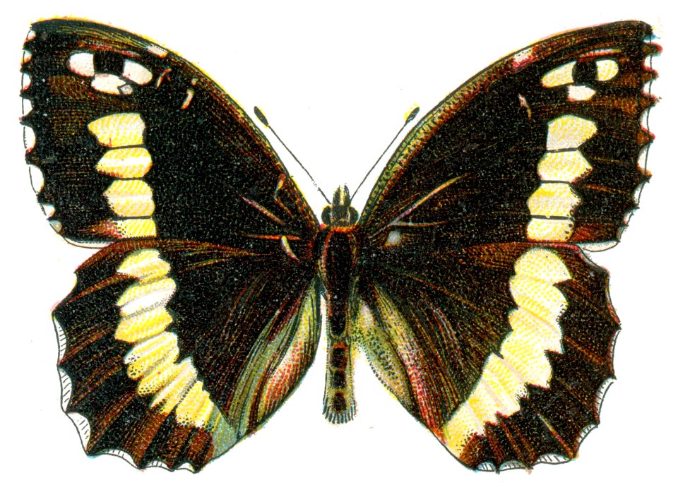 Satyrus circe Nemos