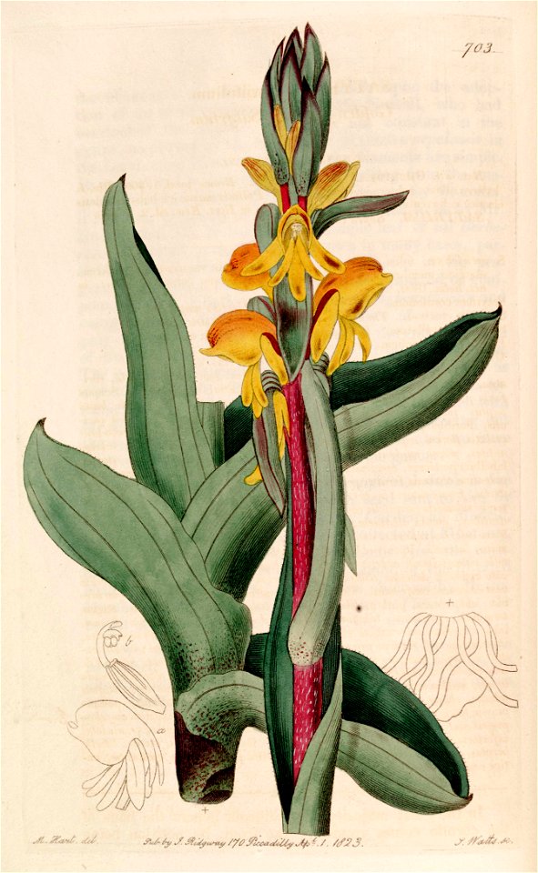 Satyrium coriifolium - Bot. Reg. 9 pl. 703 (1823)