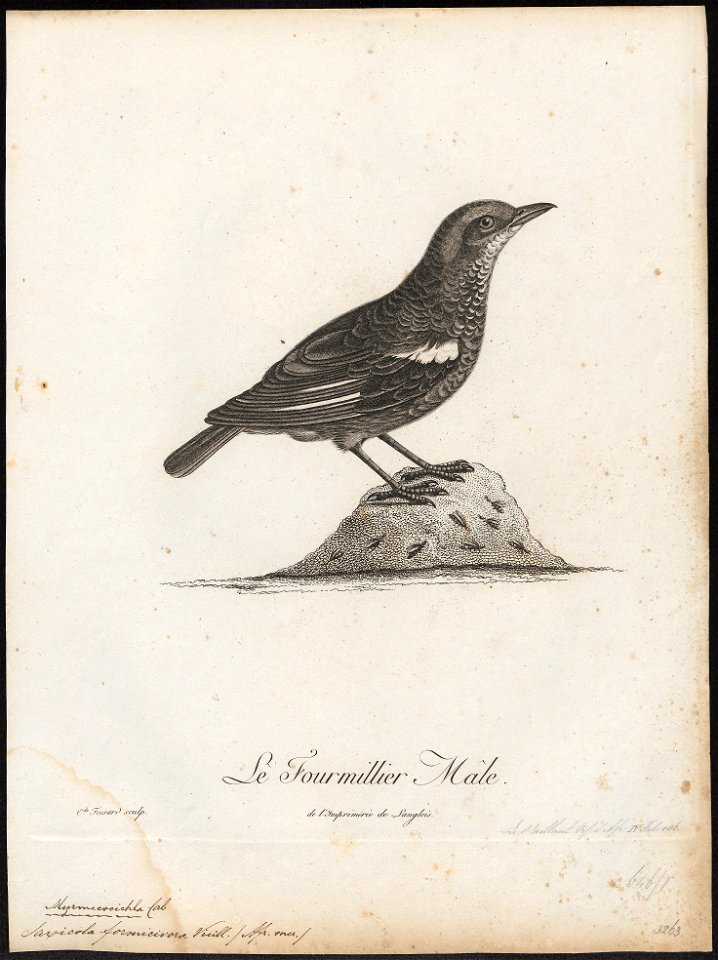 Saxicola formicivora - 1796-1808 - Print - Iconographia Zoologica - Special Collections University of Amsterdam - UBA01 IZ16200338