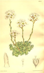 Saxifraga scardica 135-8243