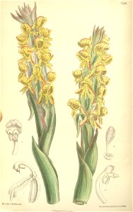 Satyrium coriifolium - Curtis' 119 (Ser. 3 no. 49) pl 7289 (1893)
