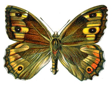 Satyrus semele Nemos