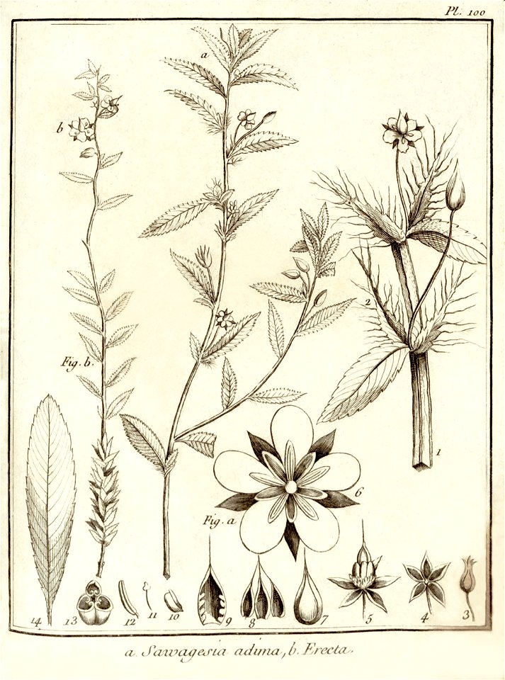 Sauvagesia adima, erecta Aublet 1775 pl 100