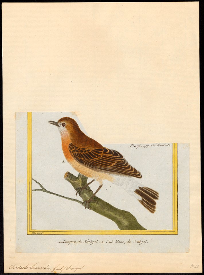 Saxicola leucorrhoa - 1700-1880 - Print - Iconographia Zoologica - Special Collections University of Amsterdam - UBA01 IZ16200306