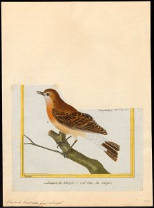Saxicola leucorrhoa - 1700-1880 - Print - Iconographia Zoologica - Special Collections University of Amsterdam - UBA01 IZ16200306