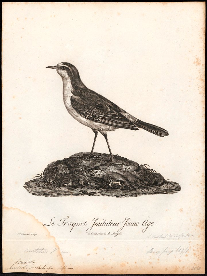 Saxicola pileata - 1796-1808 - Print - Iconographia Zoologica - Special Collections University of Amsterdam - UBA01 IZ16200310