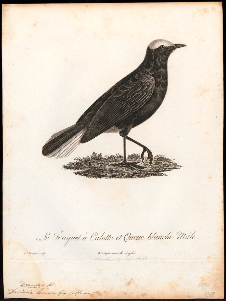 Saxicola leucura - 1796-1808 - Print - Iconographia Zoologica - Special Collections University of Amsterdam - UBA01 IZ16200332