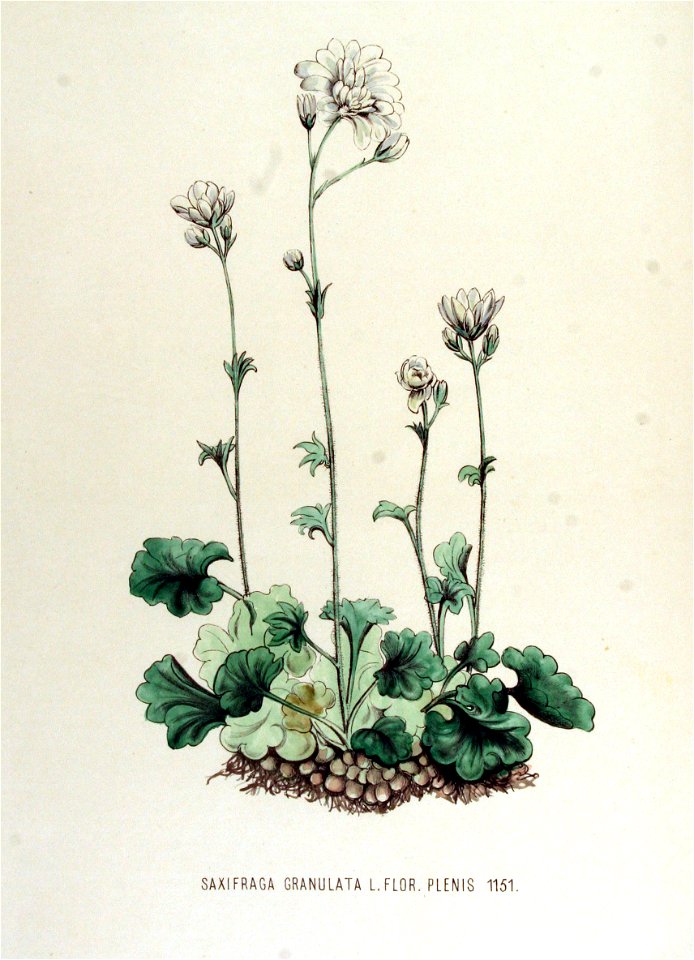 Saxifraga granulata — Flora Batava — Volume v15