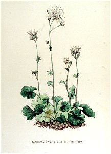 Saxifraga granulata — Flora Batava — Volume v15