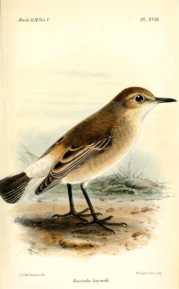 SaxicolaLayardiKeulemans