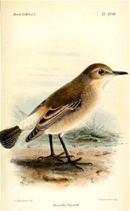 SaxicolaLayardiKeulemans