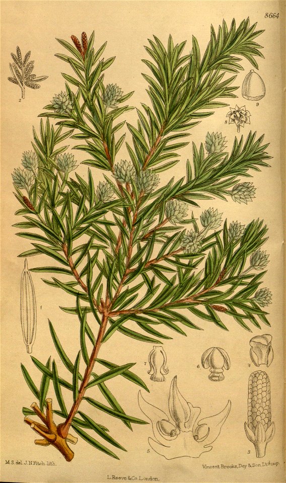 Saxegothaea conspicua 142-8664