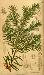 Saxegothaea conspicua 142-8664