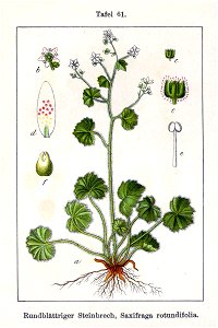 Saxifraga rotundifolia Sturm61