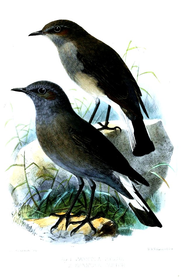 Saxicola3Keulemans